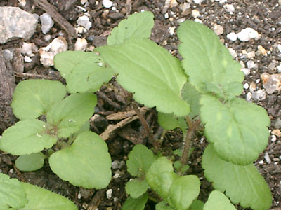 野菜
