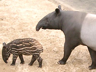 動物
