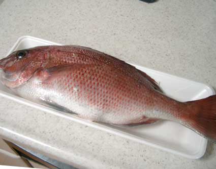 魚